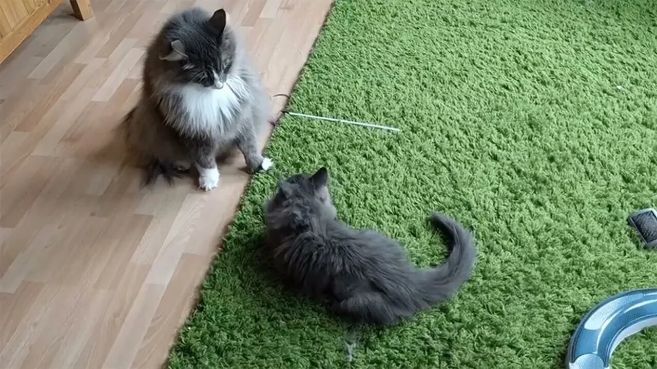 New kitten can be a jerk