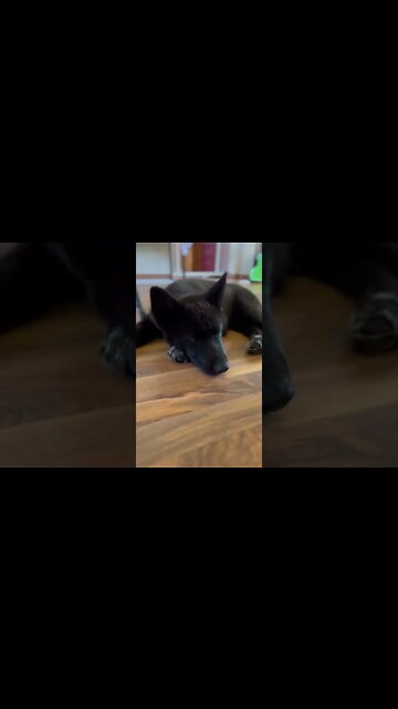 12 Week Old Lycan Shepherd. Ragnar’s Morning Nap. 💤🐺 #lycanshepherd #nap #farmdog #shorts