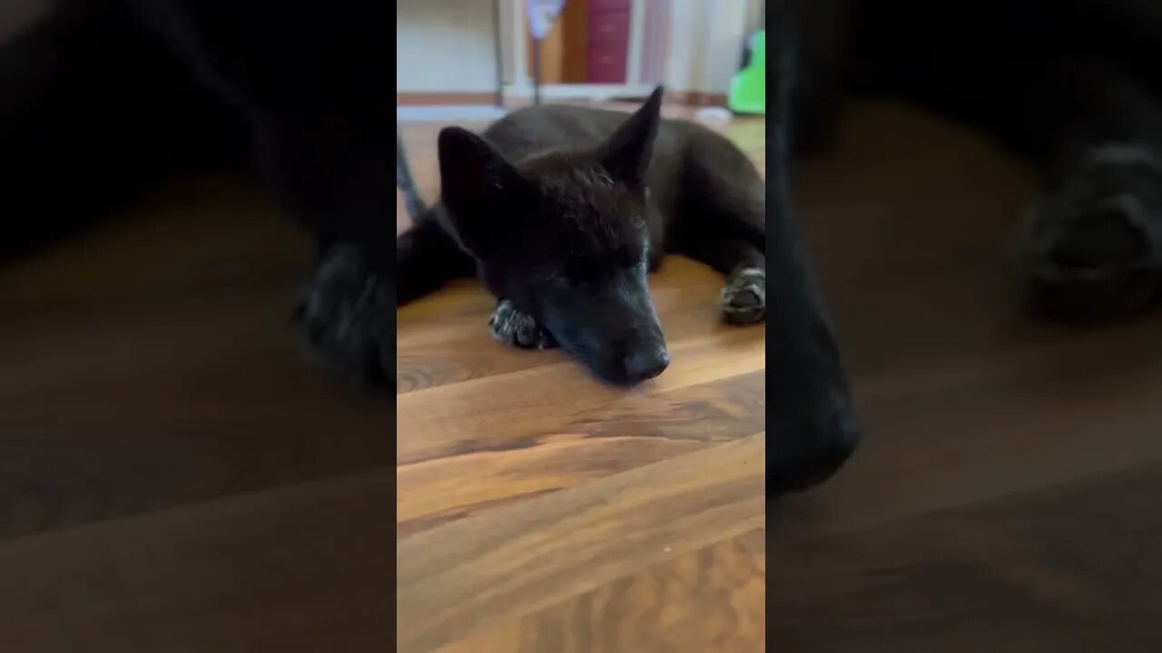 12 Week Old Lycan Shepherd. Ragnar’s Morning Nap. 💤🐺 #lycanshepherd #nap #farmdog #shorts