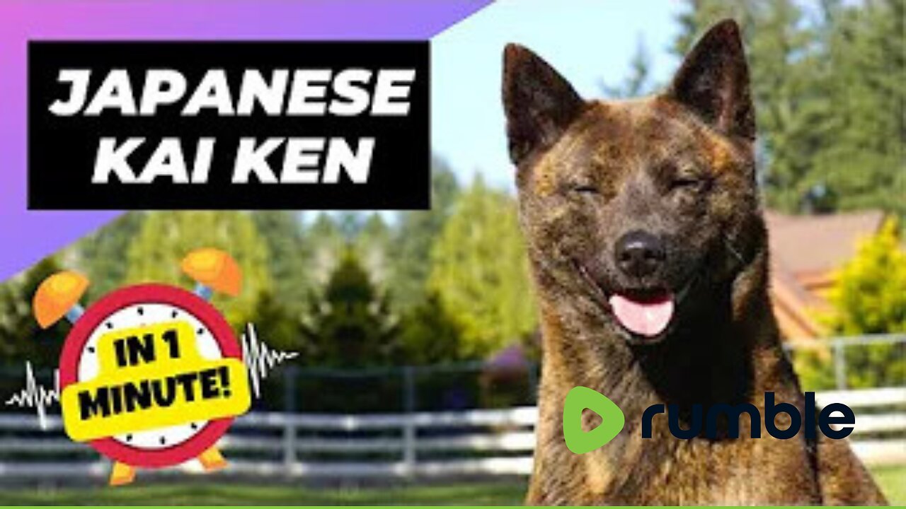 Japanese Kai Ken - In 1 Minute! 🐶 One Of The Rarest Dog Breeds In The World | 1 Minute Animals