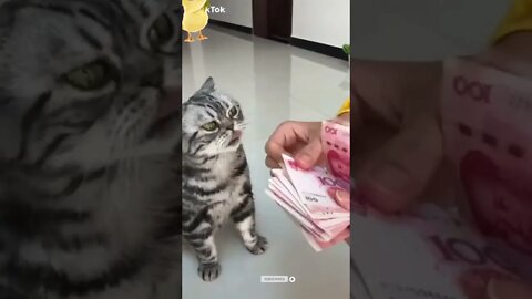 funny cat videos | cute cat videos| cute animals funny cats #shorts #shortsfunny #cutecat #funnycat