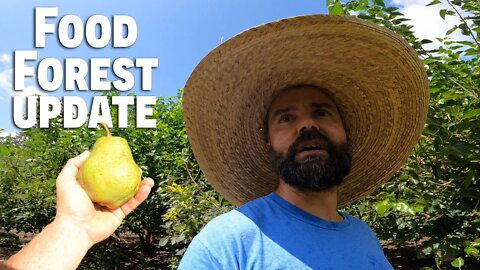 Food Forest Update!/ One Step Closer to Becoming Self Sufficient