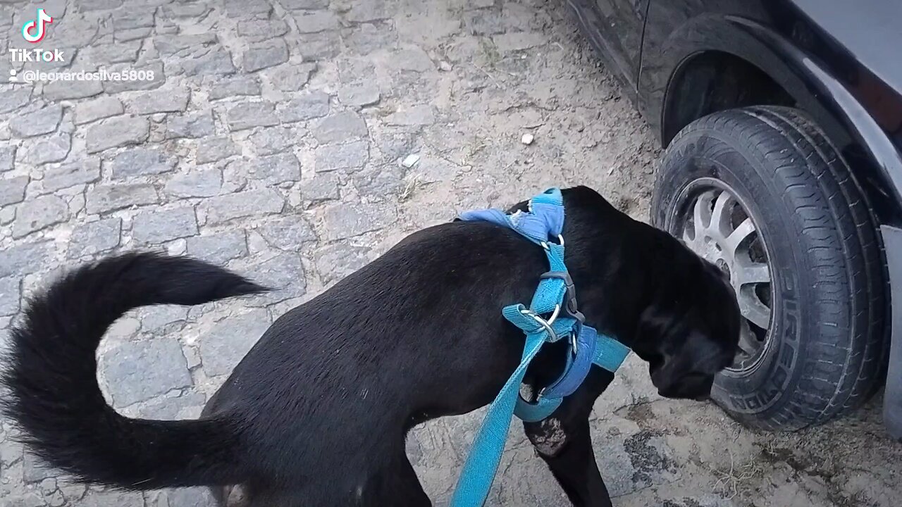 Thor e Athena no passeio matinal 25/03 #labrador #cachorro #passeio