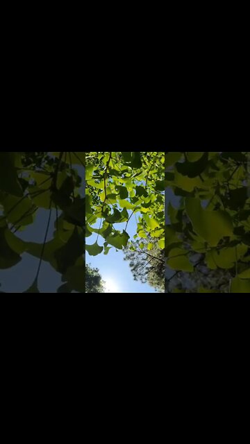 Hatcher Garden in Spartanburg SC