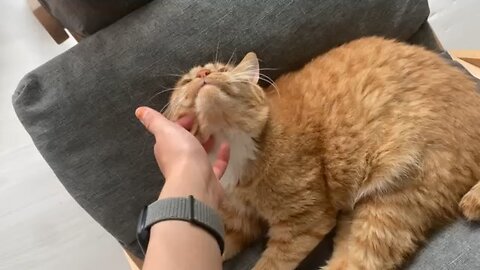 touching lovely cat softly