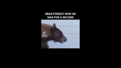 Bear Forgets He is a Bear