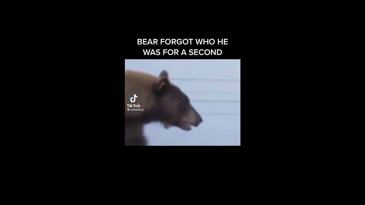 Bear Forgets He is a Bear