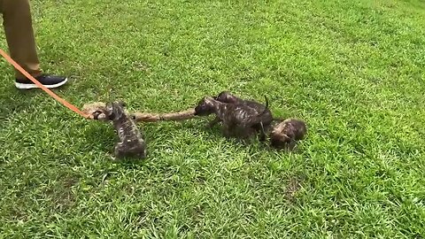 Frankie-Bomp x Komodo pups at 6 & 1/2 wks - 2nd time on rag