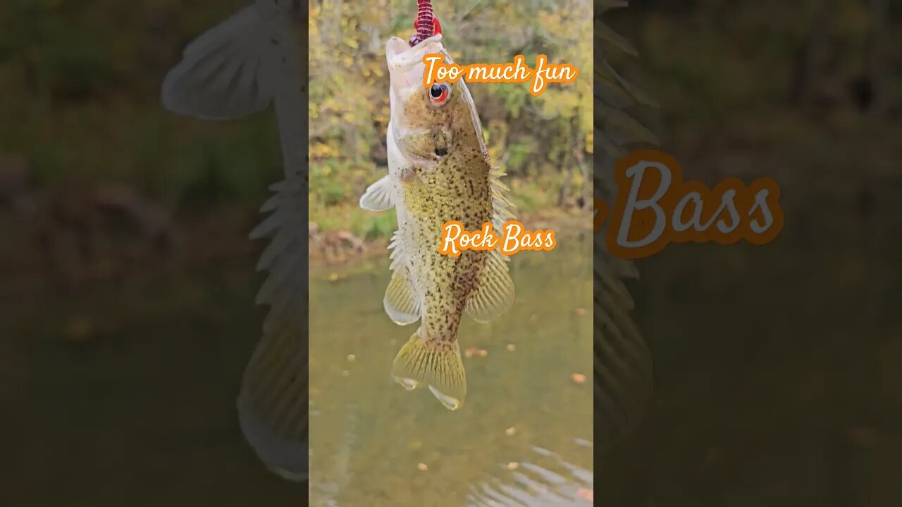 Rock Bass are so much fun! #shorts #fishing #kayak #kayakfishing #rockbass #creekfishing