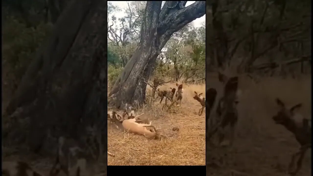 wild life leopard vs wild dogs fight for impala...#shorts