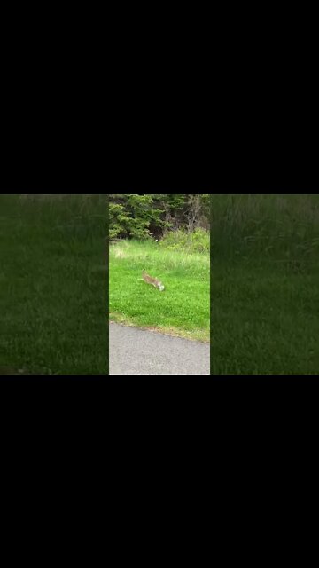 Wild bunny hopping away