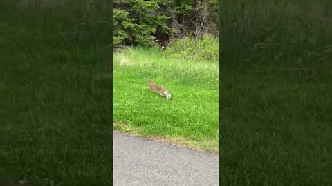 Wild bunny hopping away
