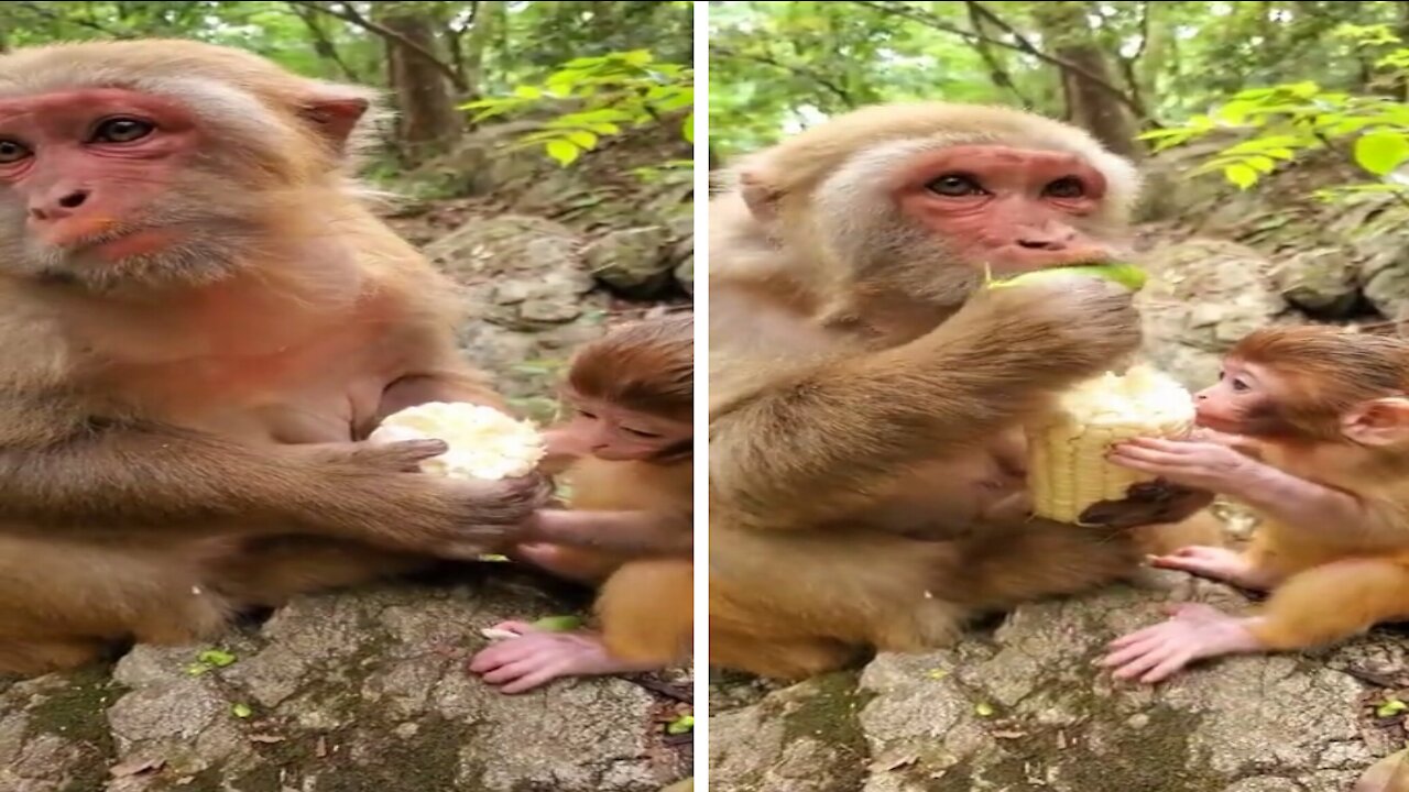 Cute Baby Monkey And Mom Sharing Food