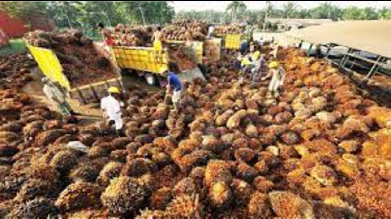 Amazing Oil Palm Fruit Harvesting Machine - Palm Oil Processing in Factory - Palm Oil Production