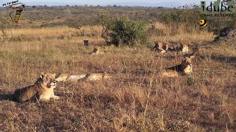 LIONS: Following The Pride 47: Joined By A Battered Southern Pride Lioness