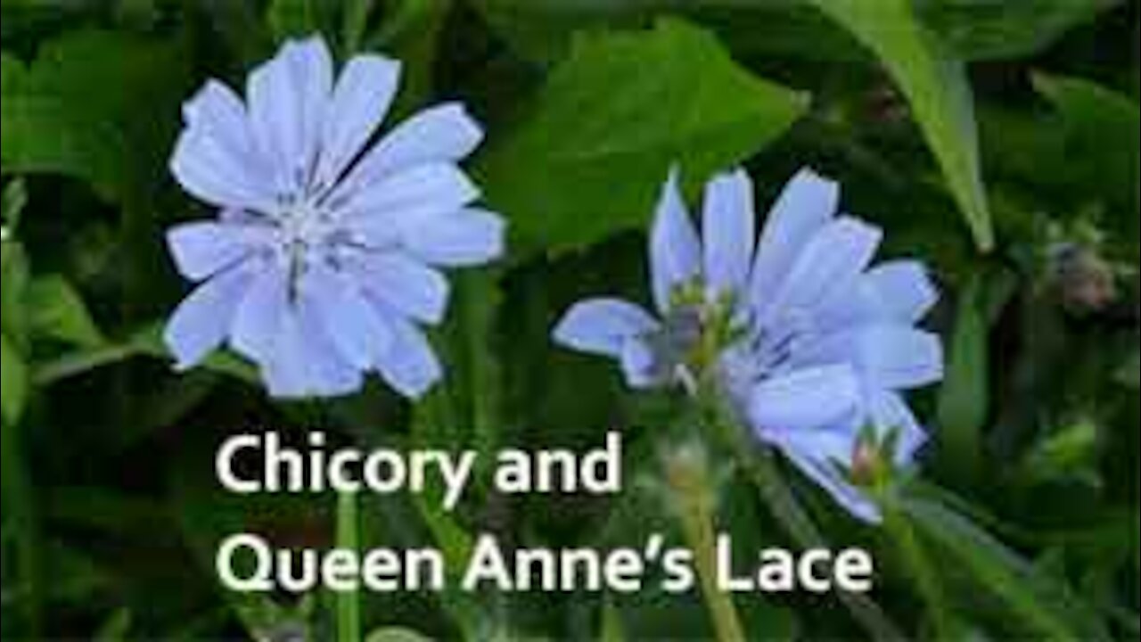 PFTTOT Part 155 Benefits of Chicory and Queen Anne's Lace