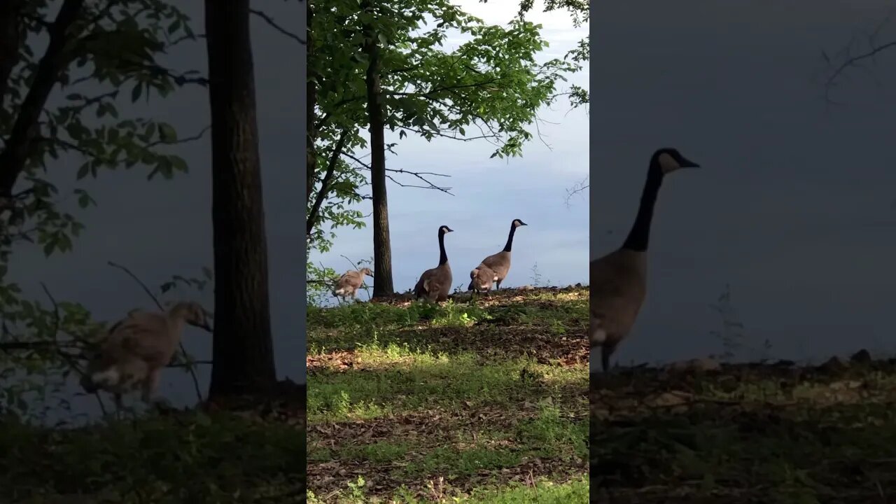 Geese Out for a Morning Walk | Grand Lake of the Cherokees | #Shorts | Nature Break