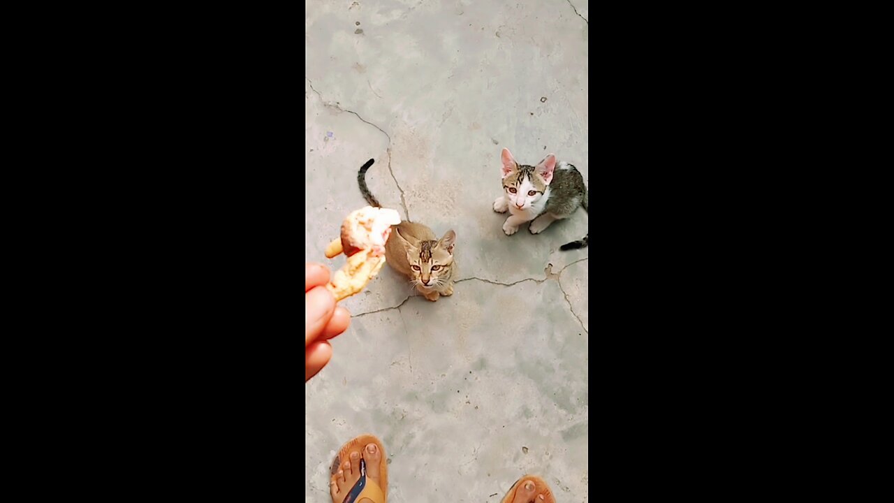 Cute black & white cats are hungry funny cats #animals #cutecats