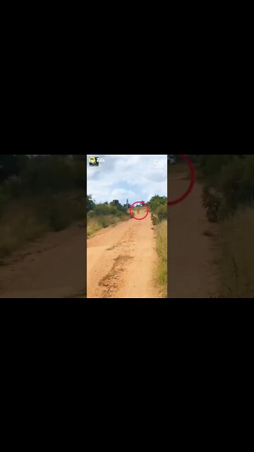 Lion vs deer, hiran vs Sher