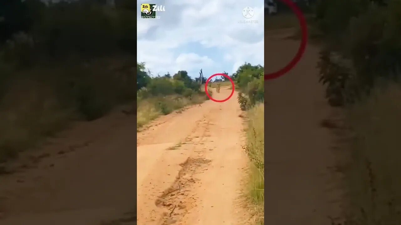 Lion vs deer, hiran vs Sher