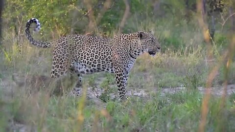 Big Mistake Leopard When Risking Her Life To Kidnap Lion Cub- The Lion Mother