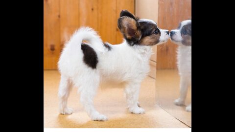 ❤️❤️A baby dog seen his image in mirror and got surprised😮😮.