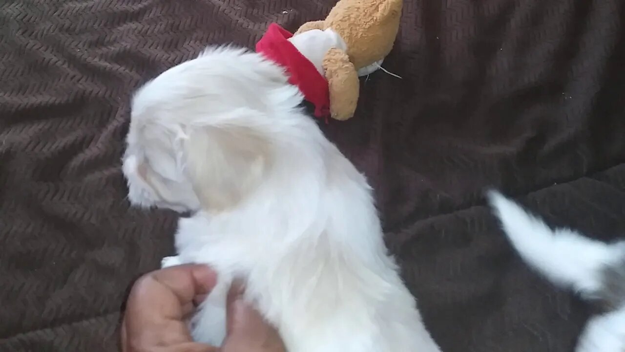 I Litter..First Time In The Kitchen(2)