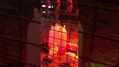 Chicks / 2 weeks old