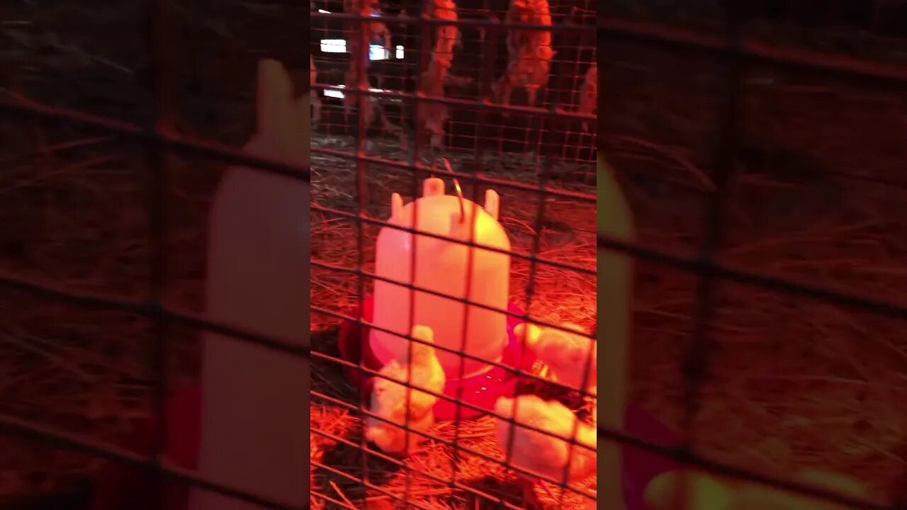 Chicks / 2 weeks old