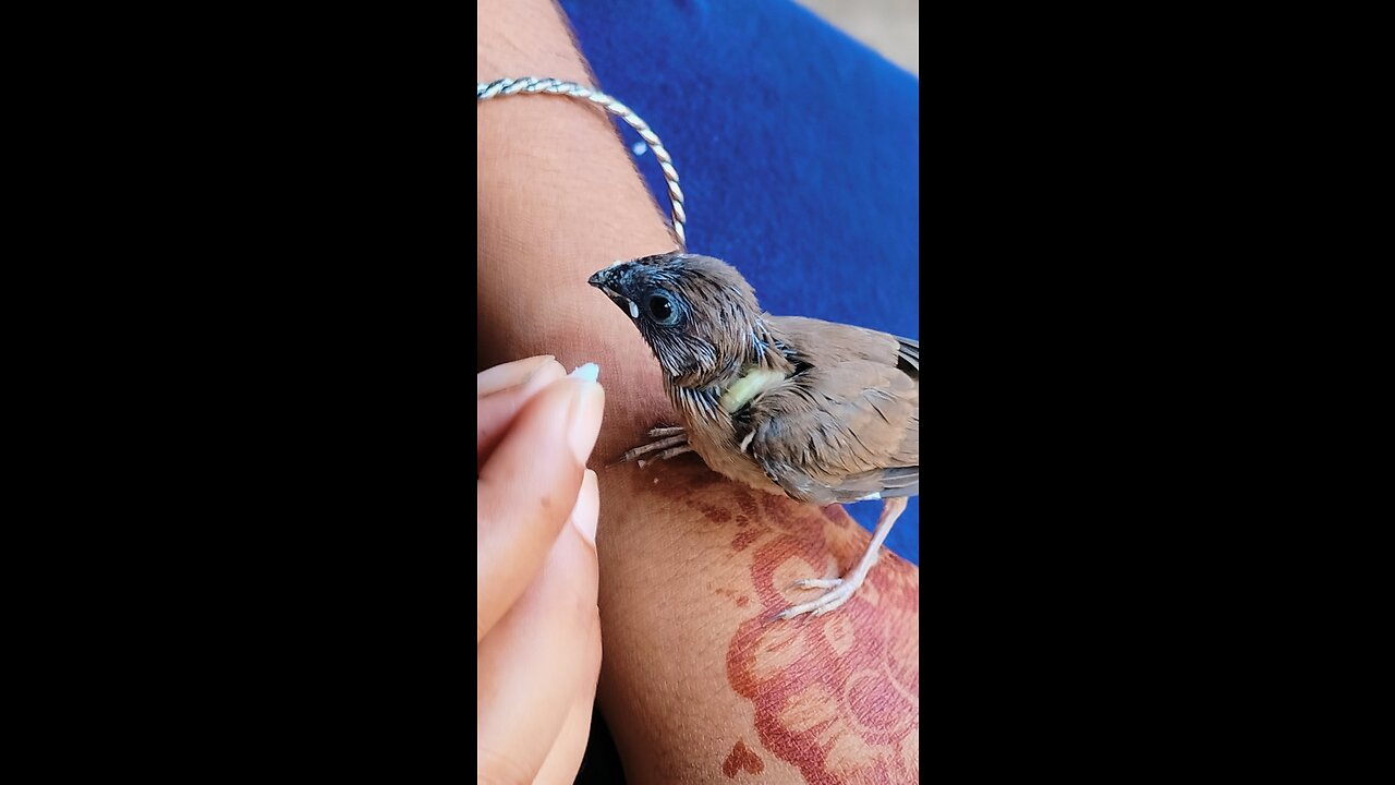 baby bird🐦