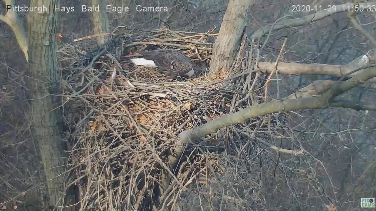 Hays Eagles Dad foiled again by Squirrel 2020 11 29 1149AM