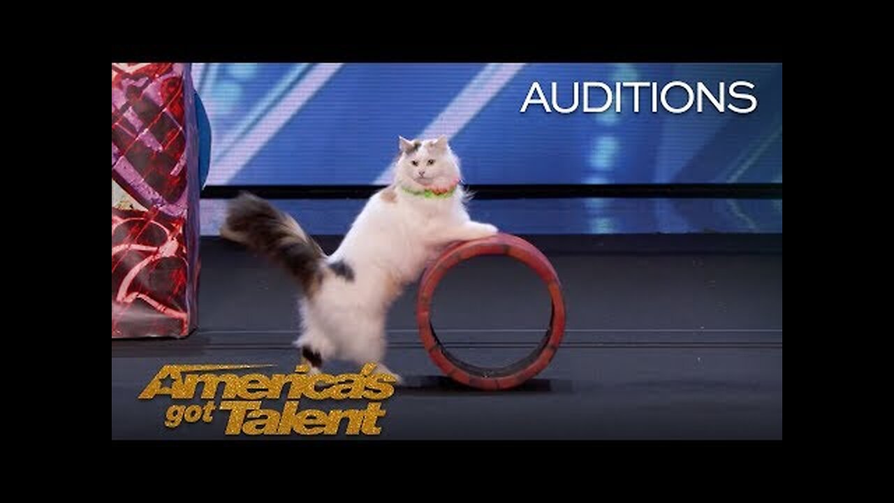 The Savitsky Cats: Super Trained Cats Perform Exciting Routine - America's Got Talent