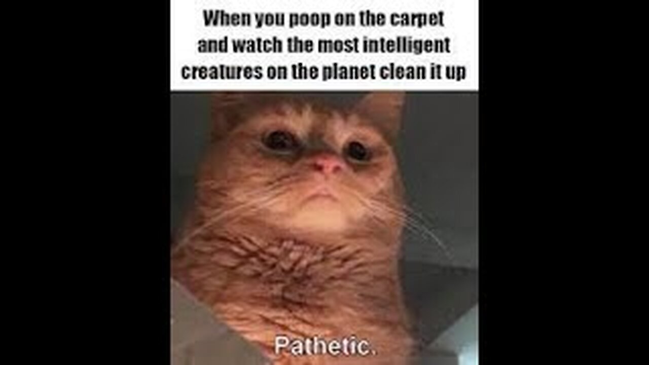 Best Dank Cat Memes Compilation