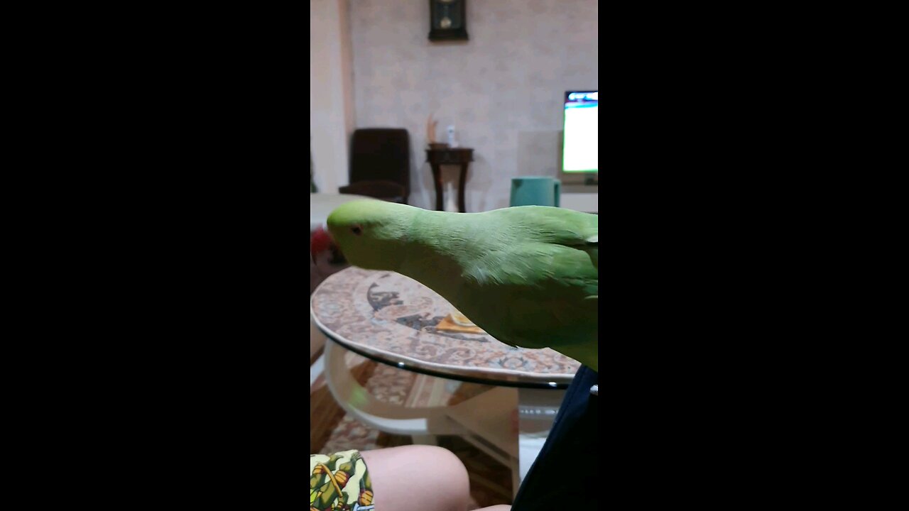 A parrot looking to eat whips