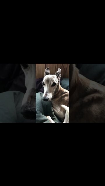 Ash the whippet comes to stay