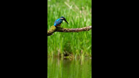 beautiful bird jump in water