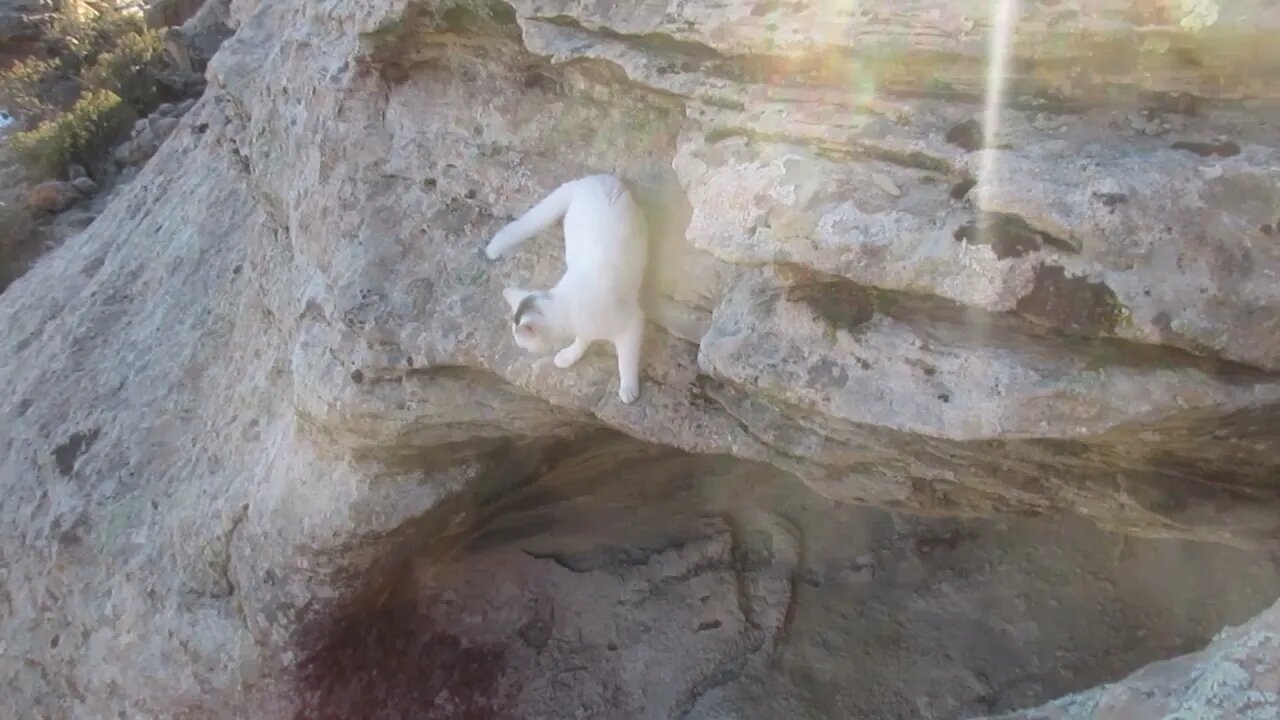 Our Cats #35 #shorts - Crazy/Brave Climb by Pusspuss the Cat