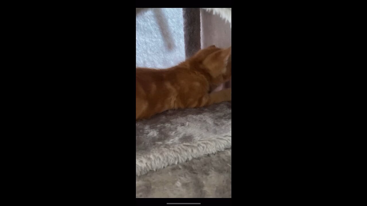 Kitten likes hands