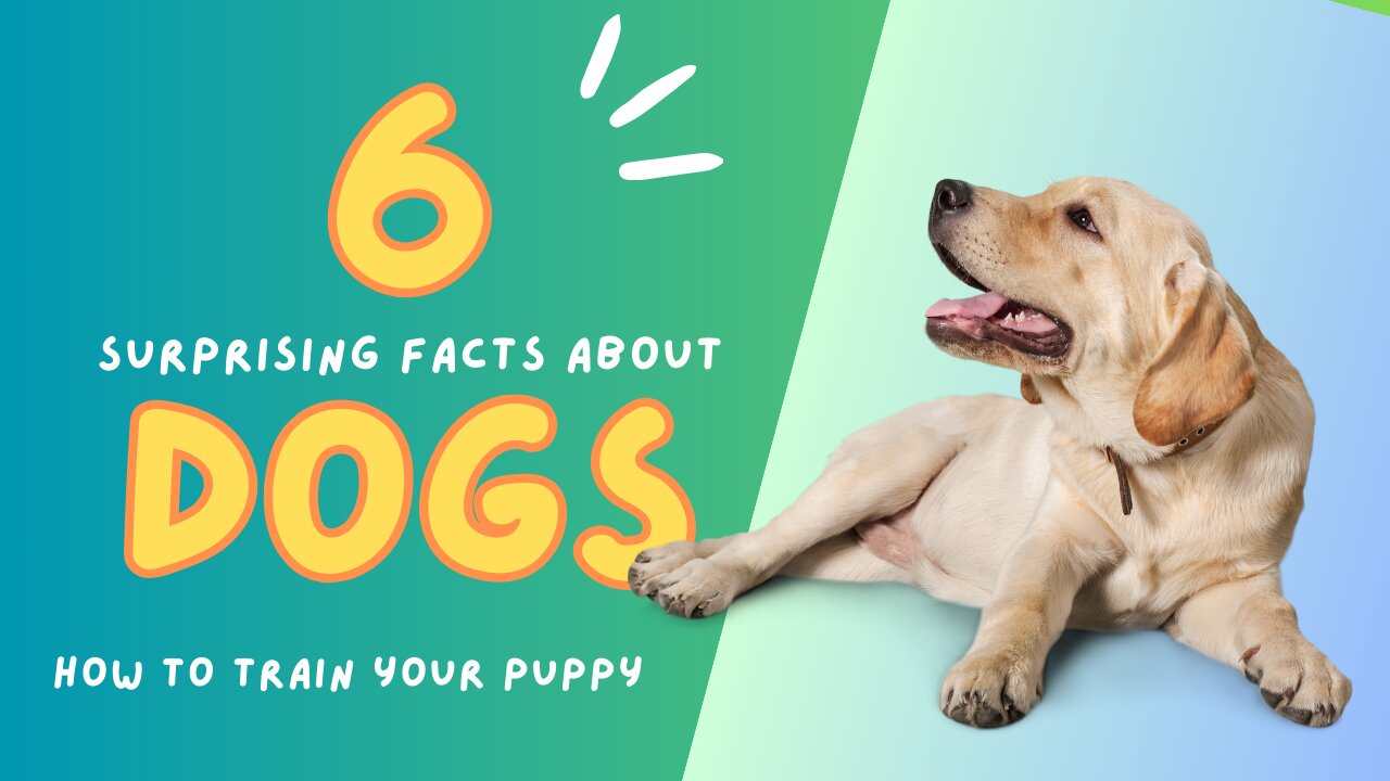 6 Dog Training Tricks in Just UNDER 2 minutes!