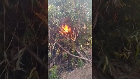 we fire the bamboo tree it's so bombarding 😂😂😂😂😂😂