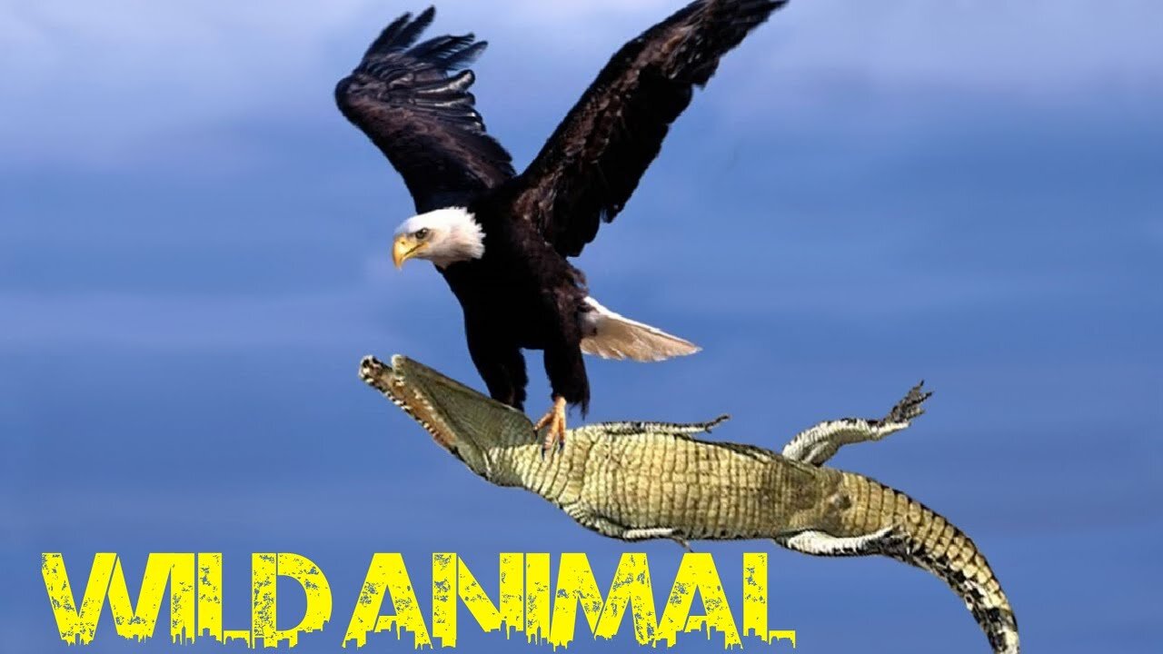 Wild animals | Eagle vs. Snake