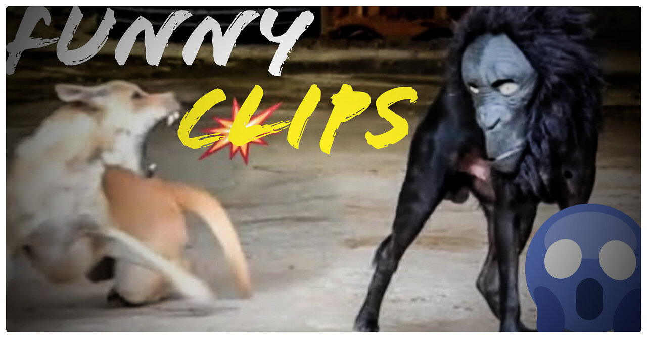 The fake gorilla face is a prank to scare dogs, Trying not to laugh