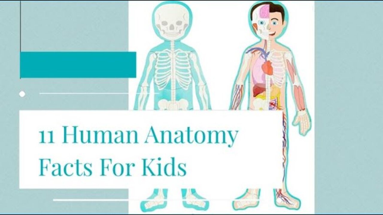 Amazing Human Anatomy Facts for Kids