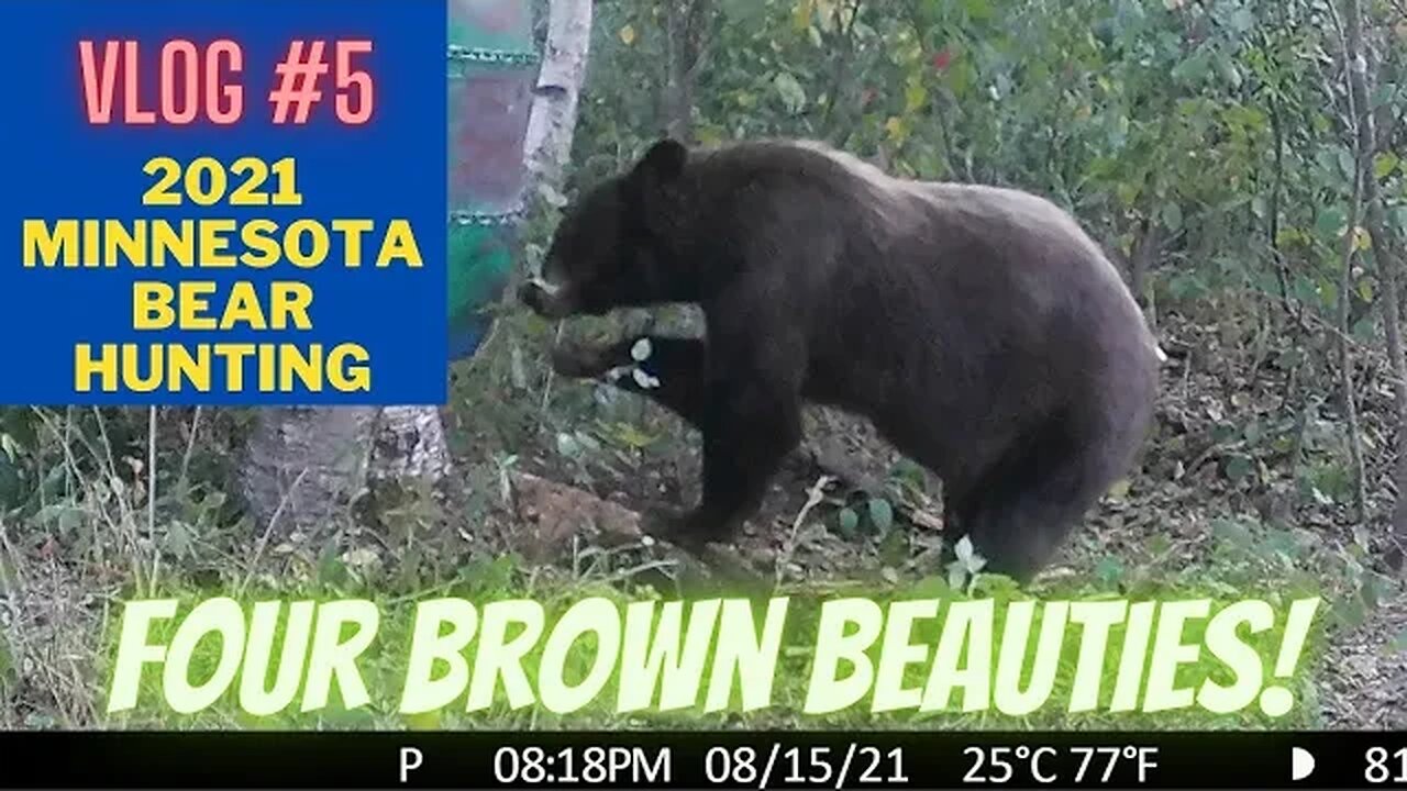 Minnesota Bear Hunting VLOG #5 | Color bears!