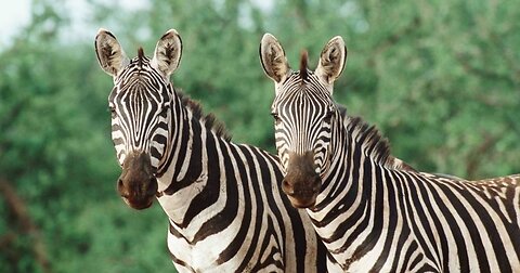 Surprise ! Zebras Don't Have Black Stripes ! Find Out Why -