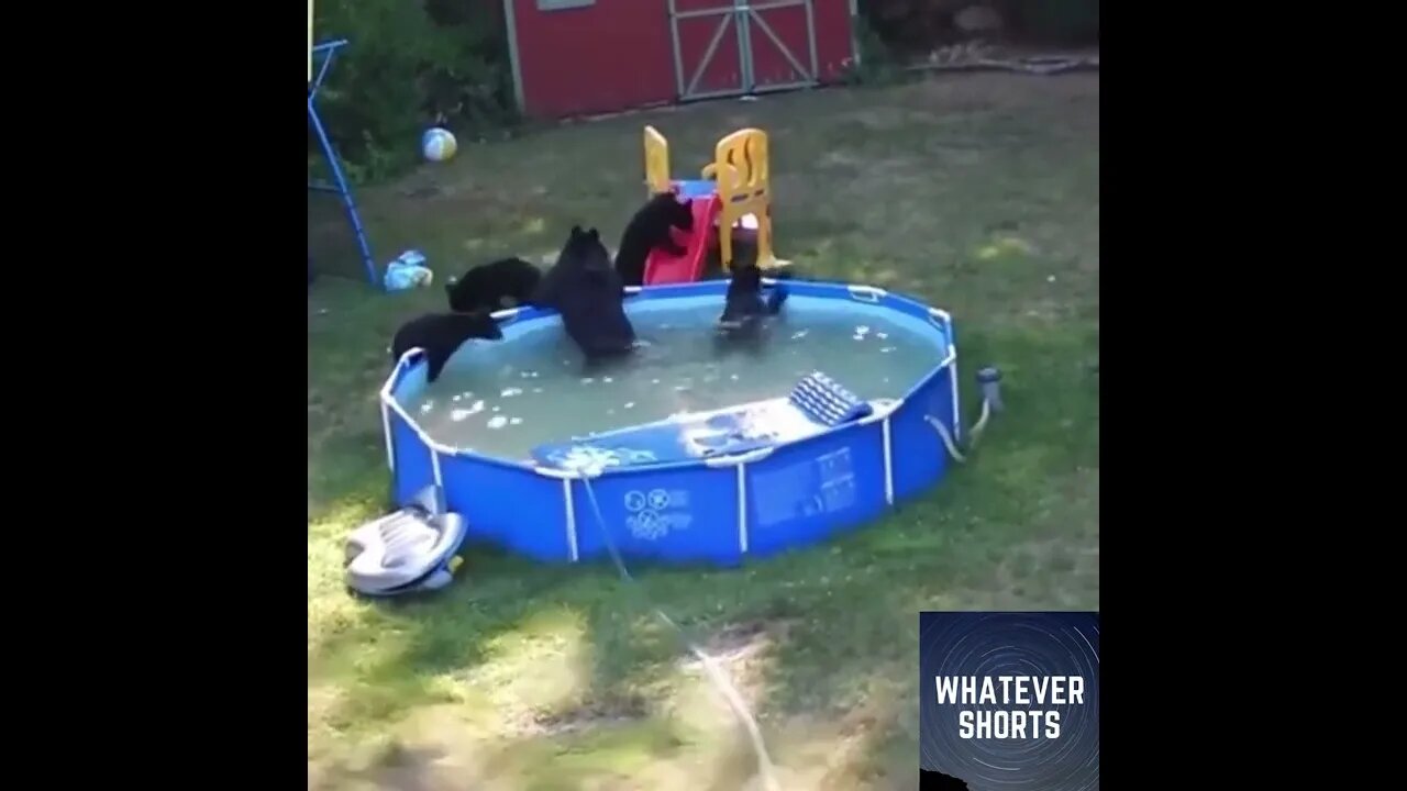 Mother and her children break in to neighbours backyard pool #animals #bears #family