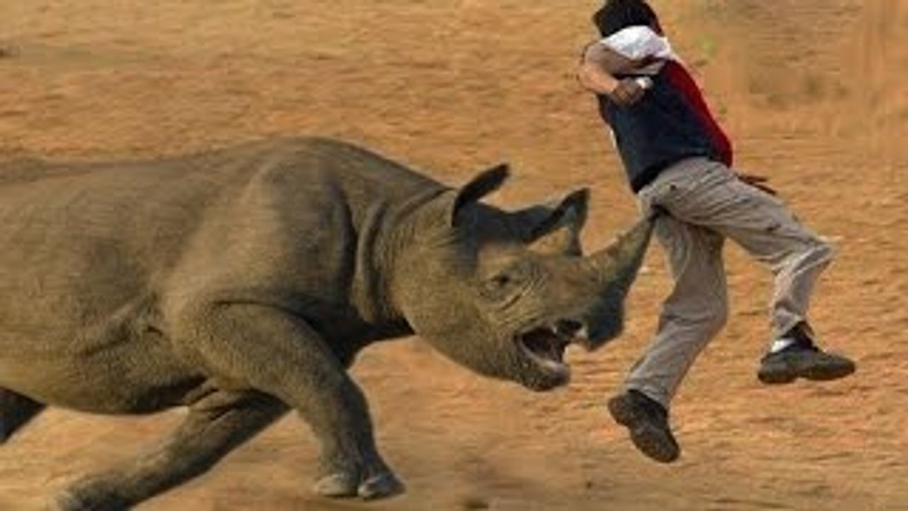 UNEXPECTED Animal ATTACKS! | AFVs Wildest Animal Moments