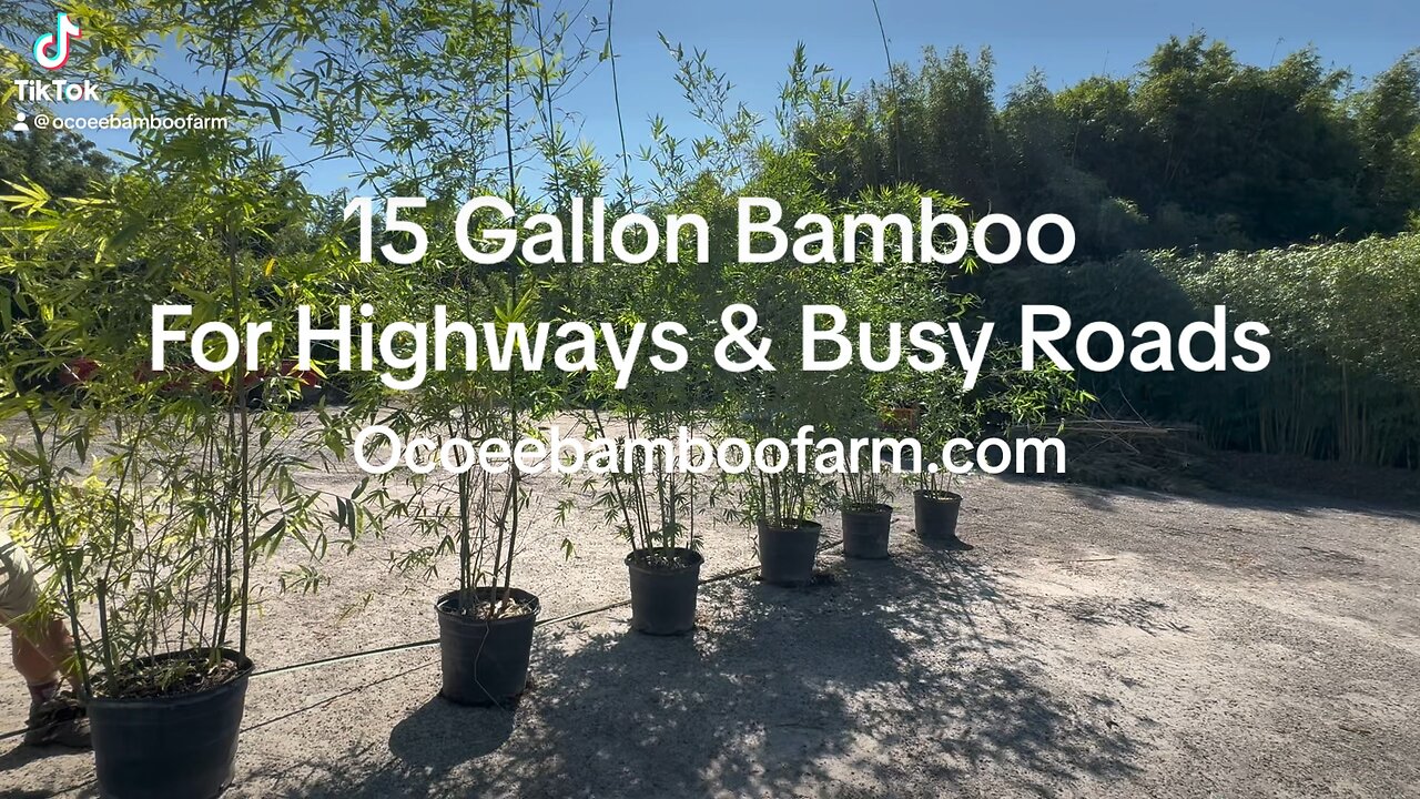 Highway Noise & Sounds Of Busy Roads - Check This Out - Ocoee Bamboo Farm 497-777-4807