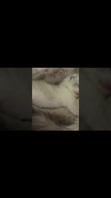 Frost kitten Sleeping #Shorts 😻