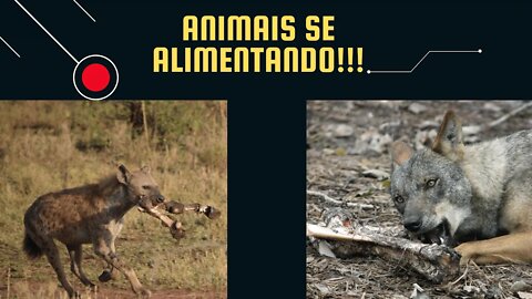 Animais Selvagens se Alimentando!!!